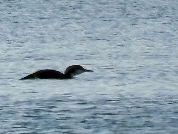 Strolaga mezzana  - Enrico Castellucci