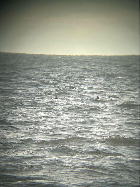 edredon  - Karolina Kiembłowska