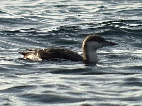 Strolaga mezzana  - Enrico Castellucci