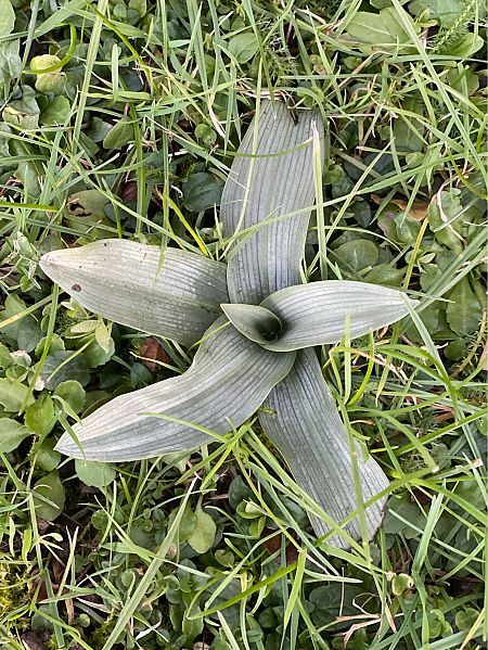 Ophrys apifera  - Olivier Guillemet
