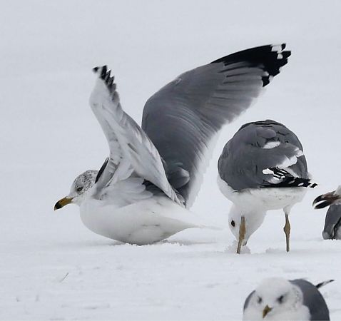 mewa delawarska  - Monika Turczyńska