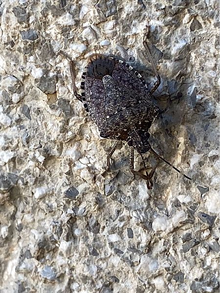 Cimice asiatica  - Maria Rita Gelso