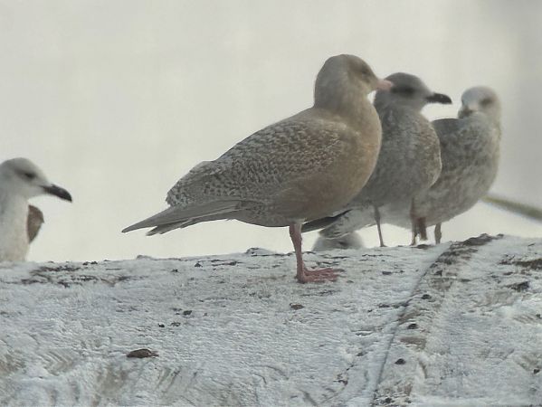 mewa blada  - Sławomir Karpicki