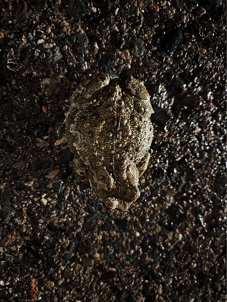 Gripau corredor  - Josep Palet