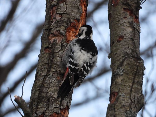 Weissrückenspecht  - Marcin Kownacki