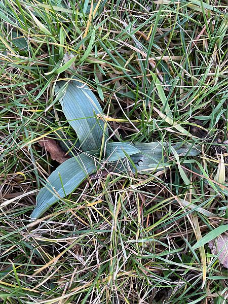 Ophrys apifera  - Olivier Guillemet