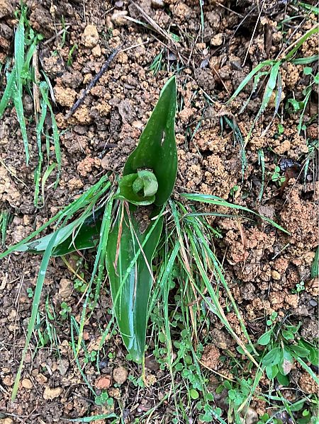Himantoglossum robertianum  - Florent de Gasperis