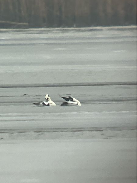 Harle piette  - Herta Mangeng