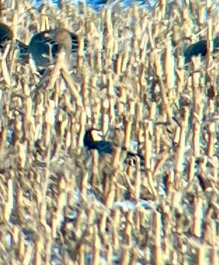 Weisswangengans  - Krzysztof Lis