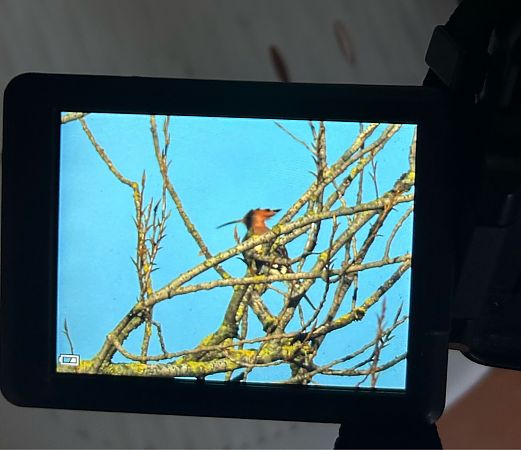 Upupa  - Diego Rastelli