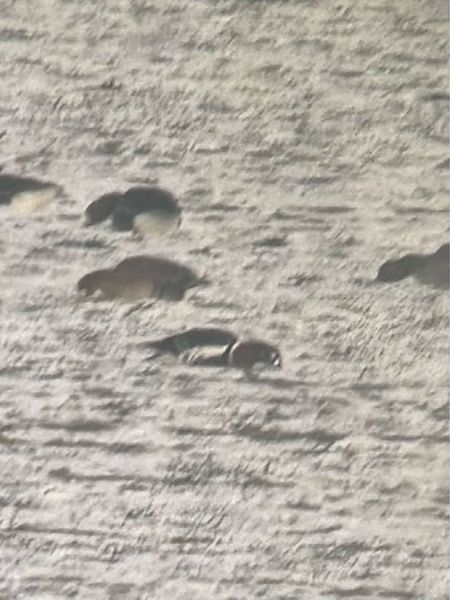 bernikla rdzawoszyja  - Tobiasz Gorczyca