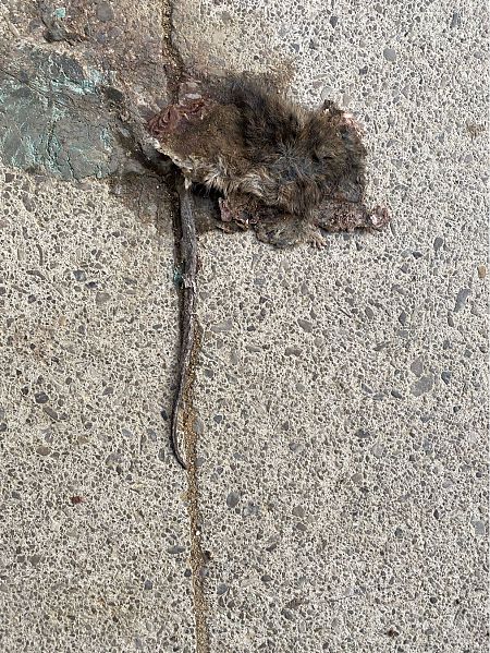 Rata negra, rata traginera  - Pere Alzina i Bilbeny