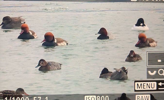 hełmiatka  - Ryszard Dworak