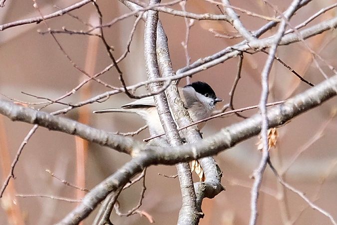 Cincia bigia  - Enrico Pavan