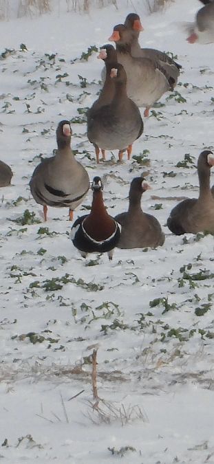 bernikla rdzawoszyja  - Marcin Kownacki