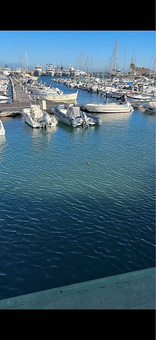 Svasso piccolo  - Del Ponente Aps Delfini