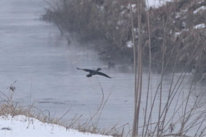 kormoran mały  - Konrad Sobolak