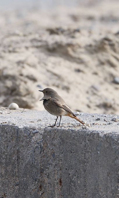 Codirosso  - Riccardo Pasini