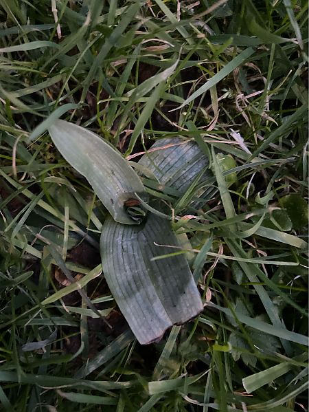 Ophrys apifera  - Olivier Guillemet