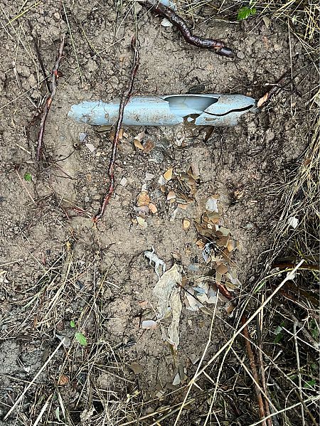 Granota verda indeterminada  - Roger Puig i Jorba