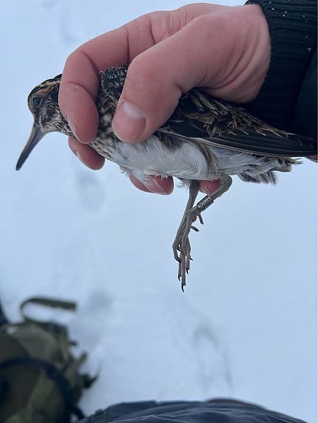 bekasik  - Marek Bebłot