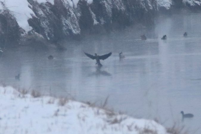 kormoran mały  - Konrad Sobolak