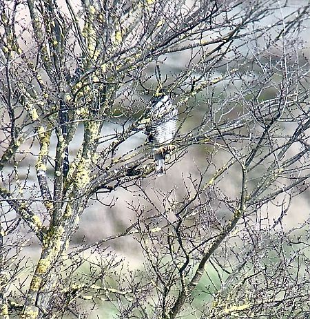 Gavilán Común  - Ramon Prat Espelt