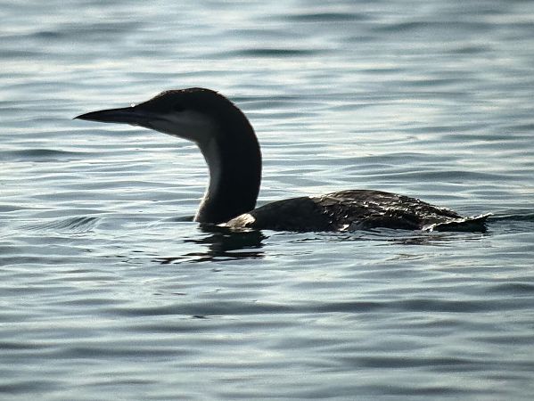 Strolaga mezzana  - Enrico Castellucci
