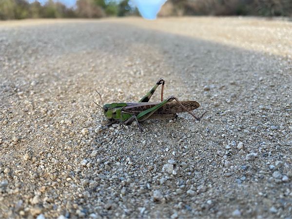Llagosta migradora (migratoria)  - Pere Alzina i Bilbeny