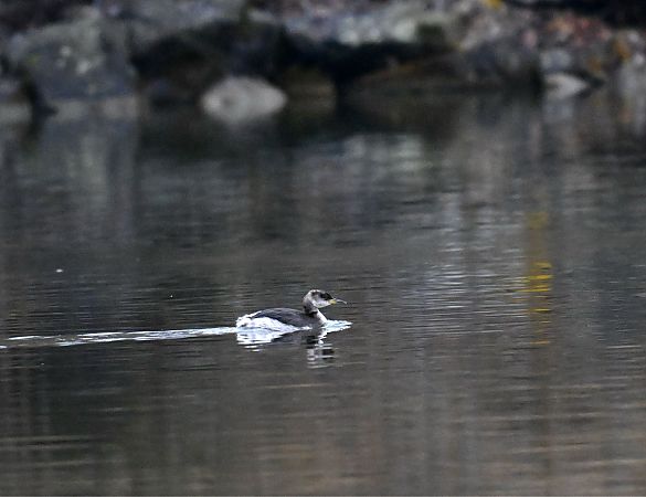 Grèbe jougris  - Lukas Zangl