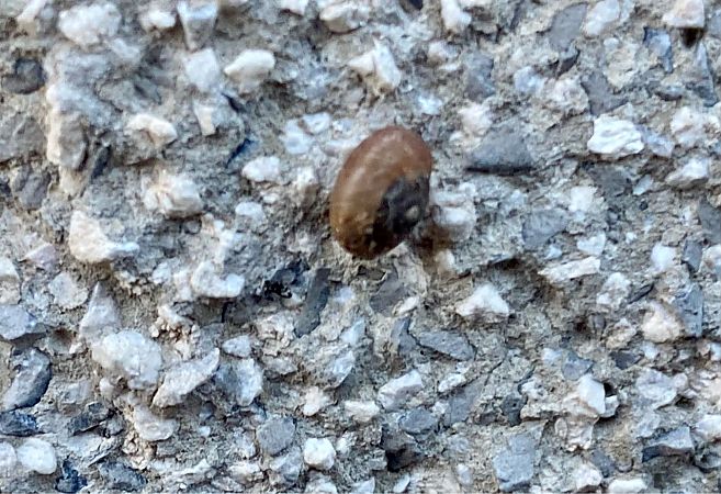 Xerotricha conspurcata  - Maria Rita Gelso