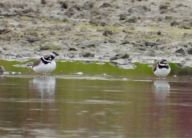 Corriere grosso  - Serena Conforte