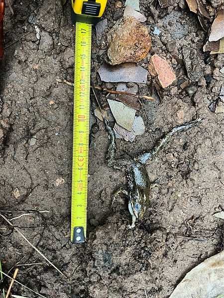 Granota verda indeterminada  - Roger Puig i Jorba