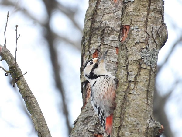 dzięcioł białogrzbiety  - Marcin Kownacki