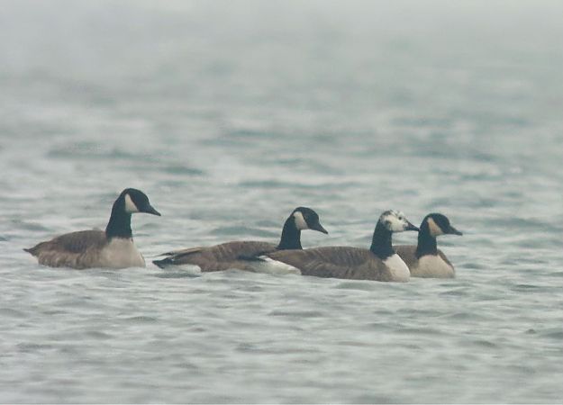 bernikla kanadyjska  - Marcin Sowa