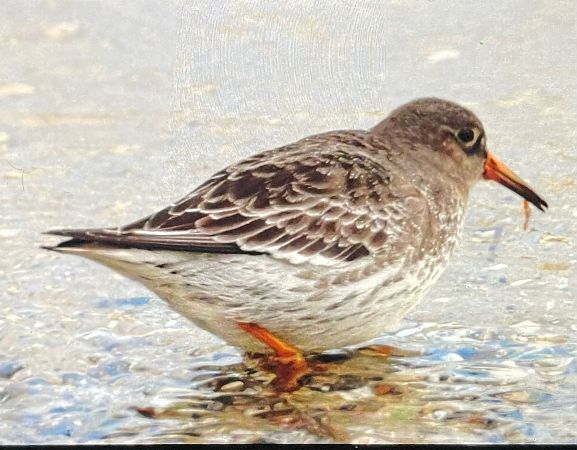 biegus morski  - Maksymilian Śliwka