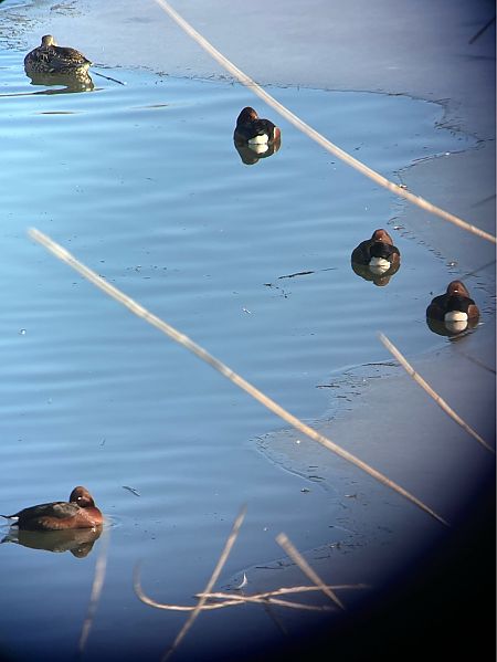 Fuligule nyroca  - Herta Mangeng