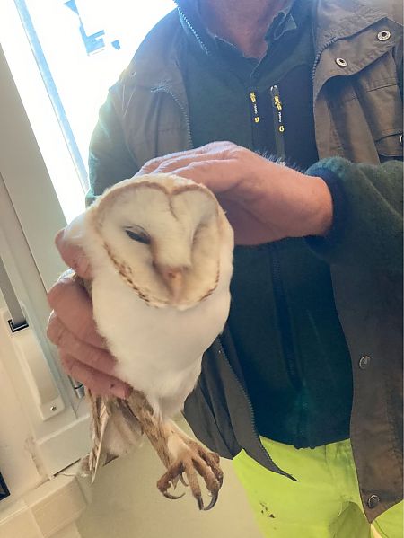 Barbagianni  - Giorgio Andrea Avanzo (FVG)