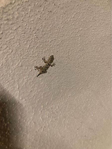 Geco comune  - Francesca Sofri