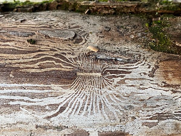 Scolytus multistriatus  - Maria Rita Gelso