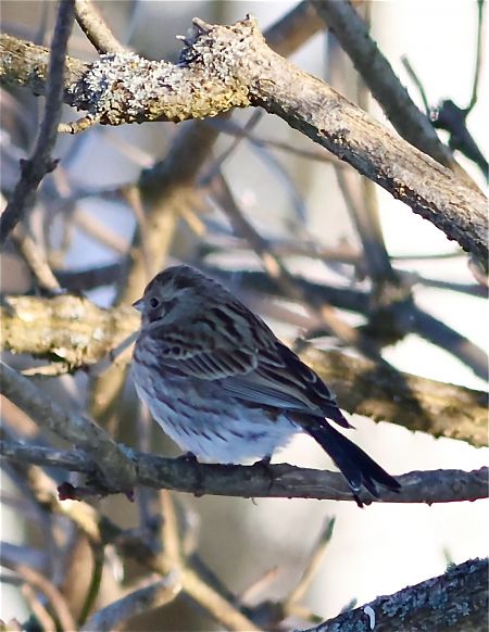 trznadel białogłowy  - Maciej Aleksandrowicz