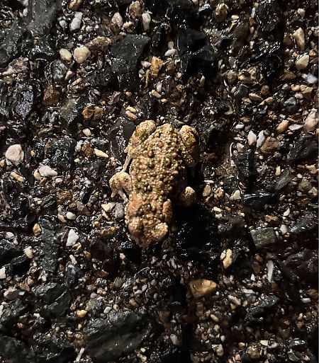 Gripau corredor  - Josep Palet