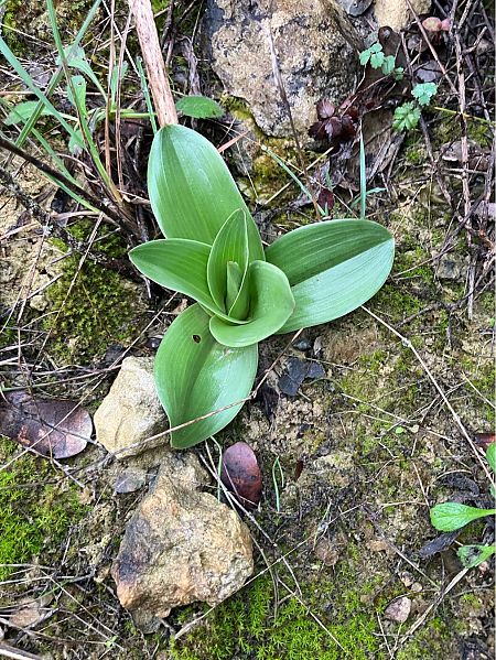 Orchis purpurea  - Florent de Gasperis