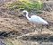 Great Egret (Ardea alba) © Ramon Prat Espelt