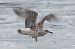 Goéland argenté  - Viehböck Helga