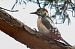 Hybrid Great Spotted x Syrian Woodpecker