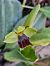Ophrys forestieri (Ophrys de Forestier) © Diane Raibaut