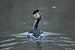 Svasso maggiore (Podiceps cristatus) © Adelfina Aldrovandi