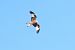 Red Kite (Milvus milvus) © Florian Gasser