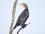 Corb marí gros (Phalacrocorax carbo) © Joan Pessarrodona